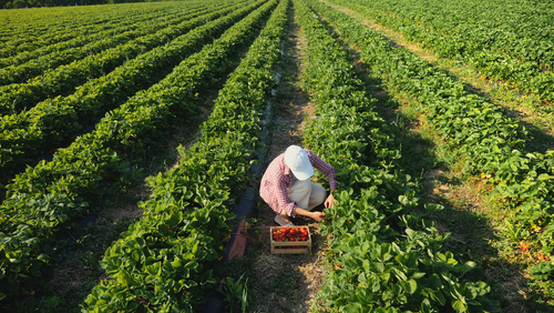 Comparative analysis of wage and social standards in food production